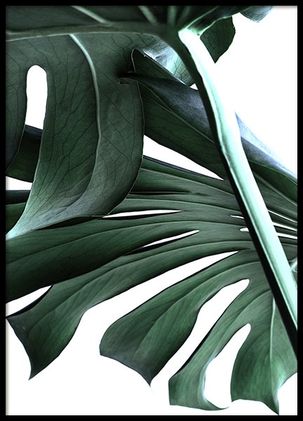 Big Monstera No.2 Plakat i gruppen Plakater / Fotokunst hos Desenio AB (10737)