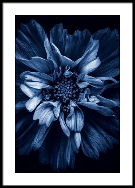 Blue Anemone Plakat i gruppen Plakater / Fotokunst hos Desenio AB (11663)