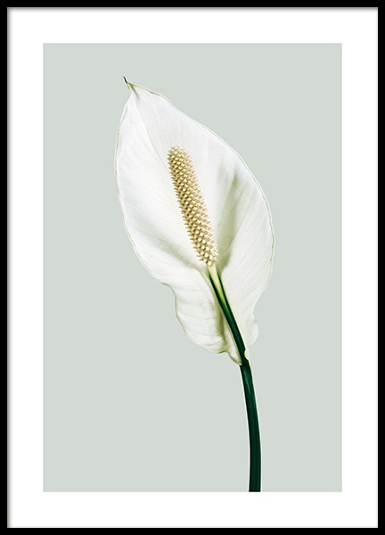 Peace Lily Plakat i gruppen Plakater / Botanik / Blomster hos Desenio AB (13979)