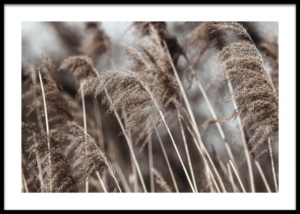 Dried Field Plakat i gruppen Plakater / Fotokunst hos Desenio AB (14906)