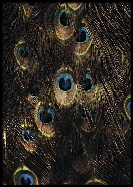 Peacock Feathers Plakat i gruppen Plakater / Fotokunst hos Desenio AB (15006)