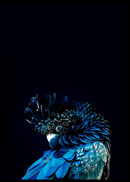 Blue Cockatoo Plakat i gruppen Plakater / Fotokunst hos Desenio AB (2730)