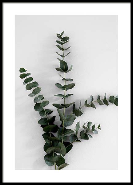 Eucalyptus Branch Three Plakat i gruppen Plakater / Fotokunst hos Desenio AB (3394)