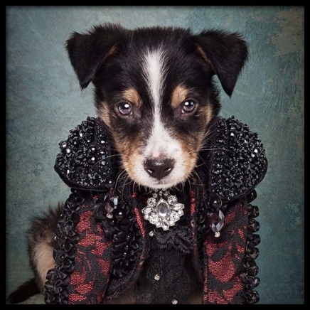 Puppy Portrait 2 Plakat i gruppen Plakater / Plakater til børneværelset hos Desenio AB (3726)