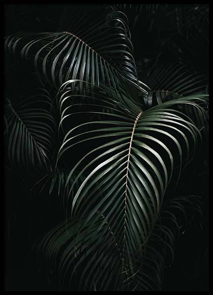 Dark Green Palm Leaves No1 Plakat i gruppen Plakater / Fotokunst hos Desenio AB (3772)