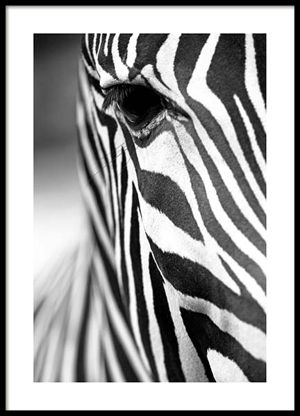 Zebra Close Up Plakat i gruppen Plakater / Sort-hvid hos Desenio AB (3855)