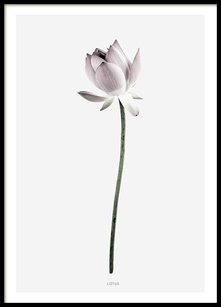 Flot plakat med fotokunst af lotusblomst i lyserød