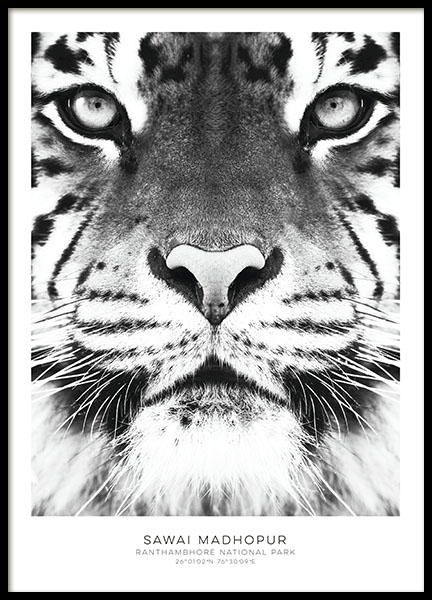 Sort-hvide posters med fotokunst og tiger. Flotte plakater online