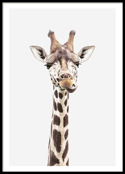 Baby Giraffe, Plakat i gruppen Plakater / Insekter & Dyr / Vilde dyr / Giraffer hos Desenio AB (8358)