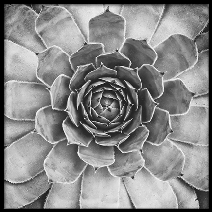 B&W Cactus Plant, Plakater i gruppen Plakater / Sort-hvid hos Desenio AB (8583)