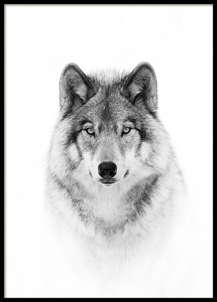 Wolf Plakat i gruppen Plakater / Sort-hvid hos Desenio AB (8693)