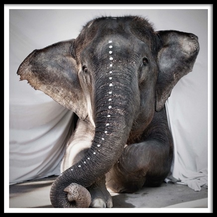 Love Warriors Adele Plakat i gruppen Plakater / Fotokunst hos Desenio AB (Pre5631)