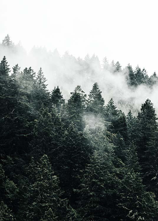 Pine Tree In The Fog Plakat / Naturmotiv hos Desenio AB (10090)