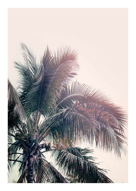 A Palm Tree Dream Plakat