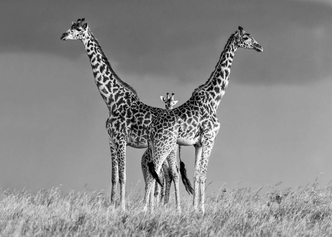 Giraffe Family Plakat / Sort-hvid hos Desenio AB (10399)