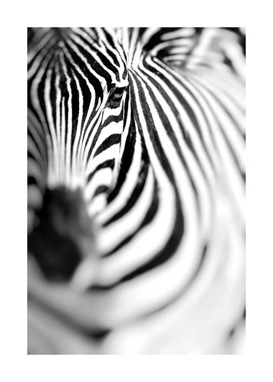 Zebra Portrait Plakat / Sort-hvid hos Desenio AB (10400)