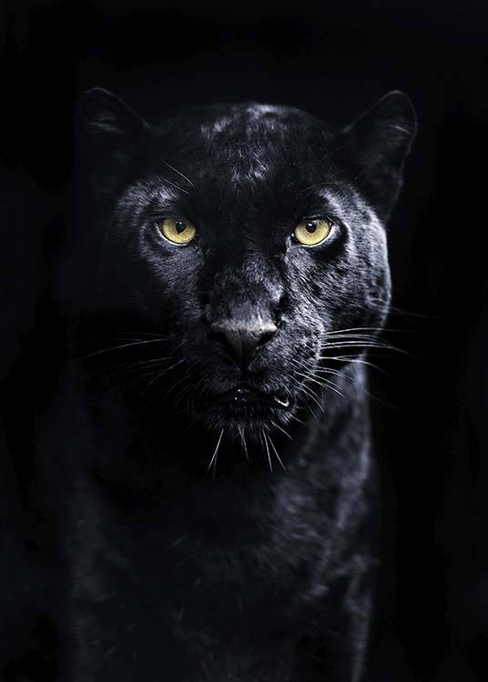 Panther Plakat / Fotokunst hos Desenio AB (10403)
