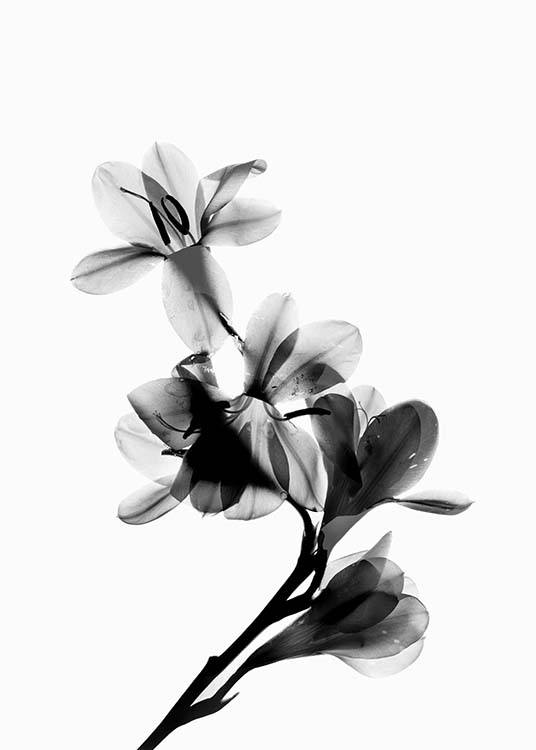 Scanned Flower Plakat / Sort-hvid hos Desenio AB (10425)