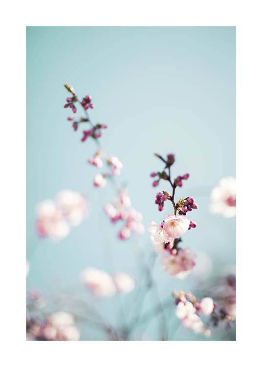 Cherry Blossom No2 Plakat / Fotokunst hos Desenio AB (10427)