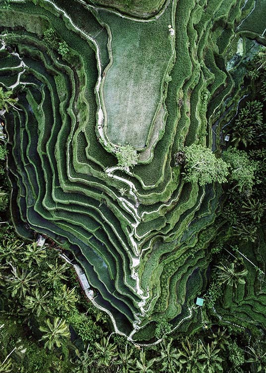 – Naturfotografi af en rismark taget fra oven