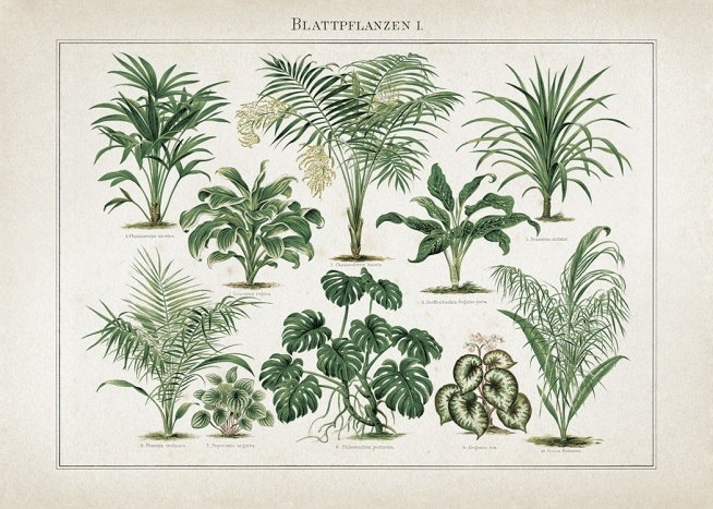 Vintage Print Collection No5 Plakat