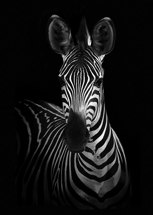 Zebra on Black Plakat