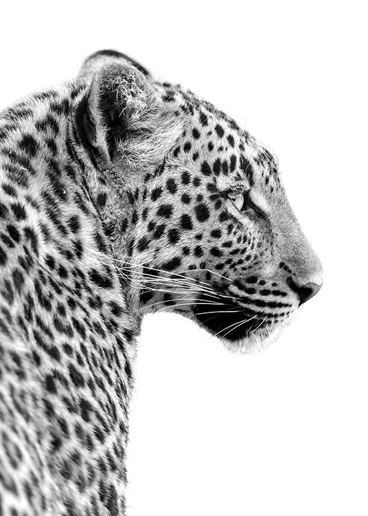 Leopard Profile Plakat / Sort-hvid hos Desenio AB (10656)