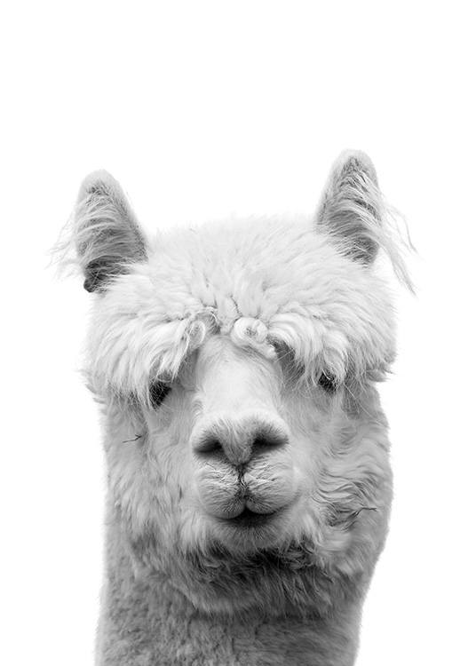 Lama B&W Plakat