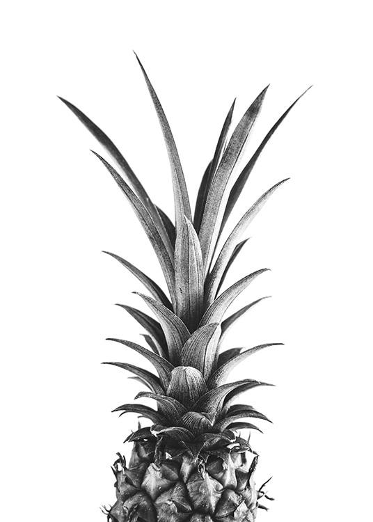  – Sort-hvidt fotografi af toppen af en ananas