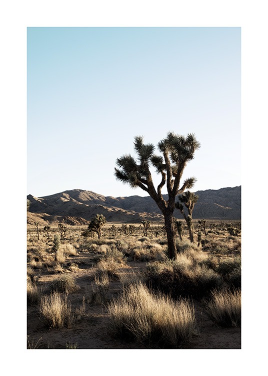 Joshua Tree National Park Plakat / Ørken hos Desenio AB (10798)