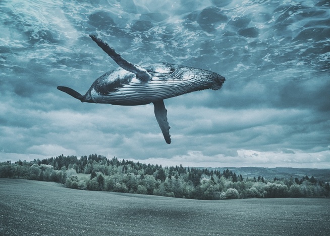 Flying Whale Plakat / Naturmotiv hos Desenio AB (10800)