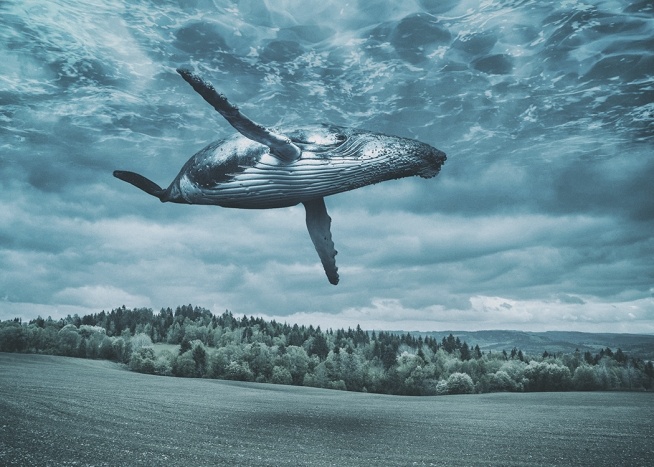 Flying Whale Plakat