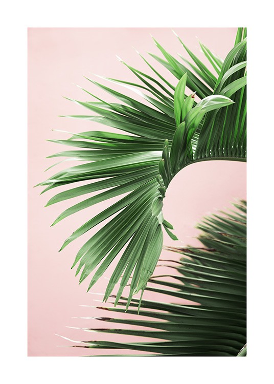 Pink and Green Palm No2 Plakat