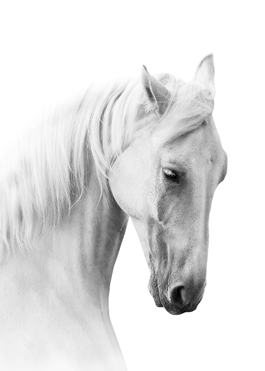 Horse Profile Plakat / Sort-hvid hos Desenio AB (10876)