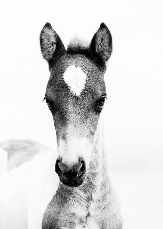 Horse Foal Plakat