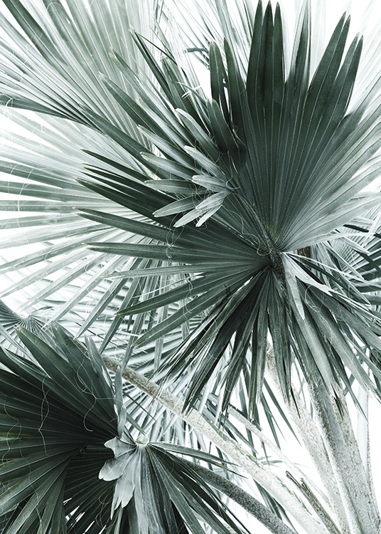 Tropical Palm Leaves No2 Plakat