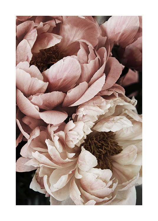  – Fotografi med nærbillede af en hvid og lyserød pæon i fuldt flor