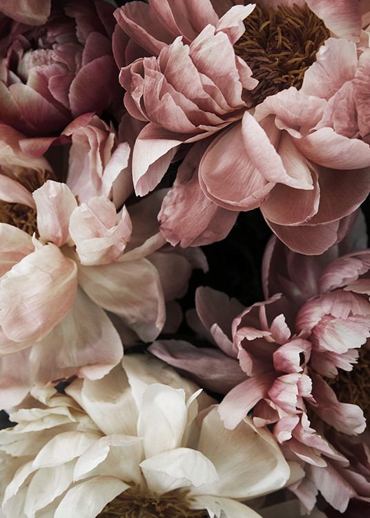  – Blomsterfotografi af en buket lyserøde og hvide pæoner i fuldt flor