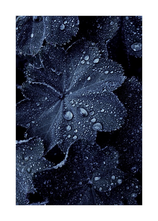 Raindrops on Blue Leaves Plakat / Fotokunst hos Desenio AB (11052)