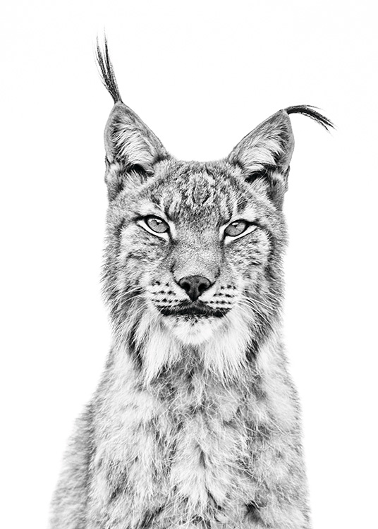 Lynx Plakat / Sort-hvid hos Desenio AB (11257)