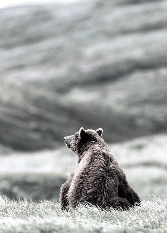 – Print af en bjørn, der sidder på græsset