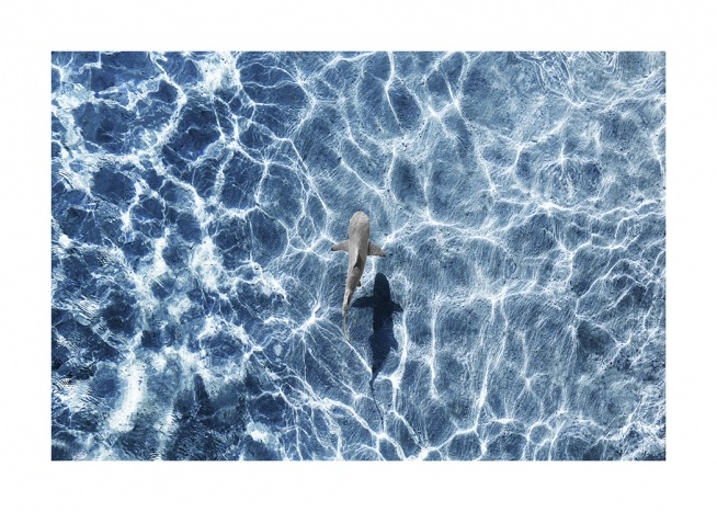 Shark Plakat