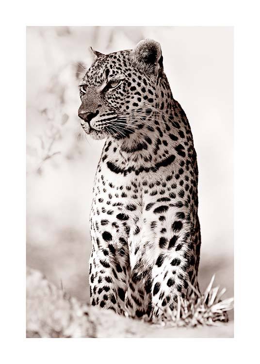 Leopard in the Wild Plakat