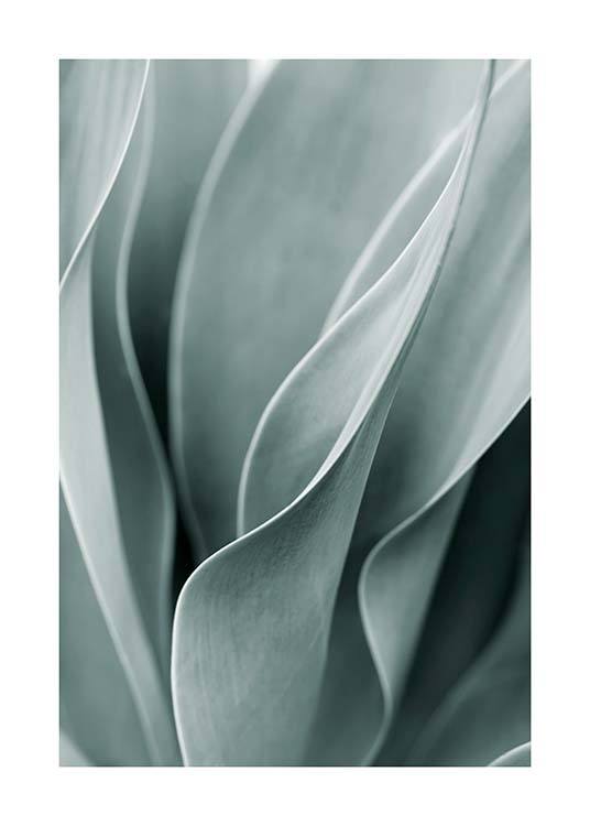 Agave Leaves No3 Plakat