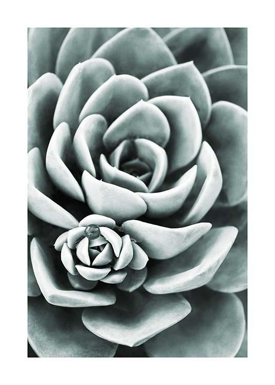 Mint Green Succulent Plakat