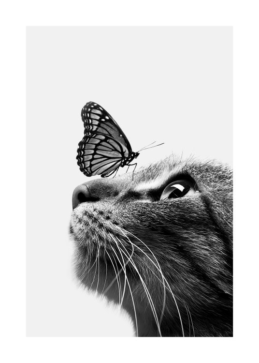 –Sort/hvid plakat af en sommerfugl, der sidder på en kat. 