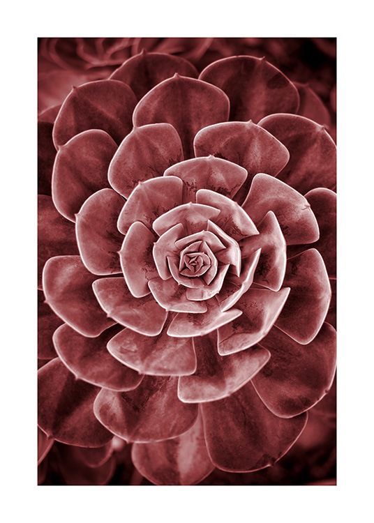 Red Succulent No2 Plakat