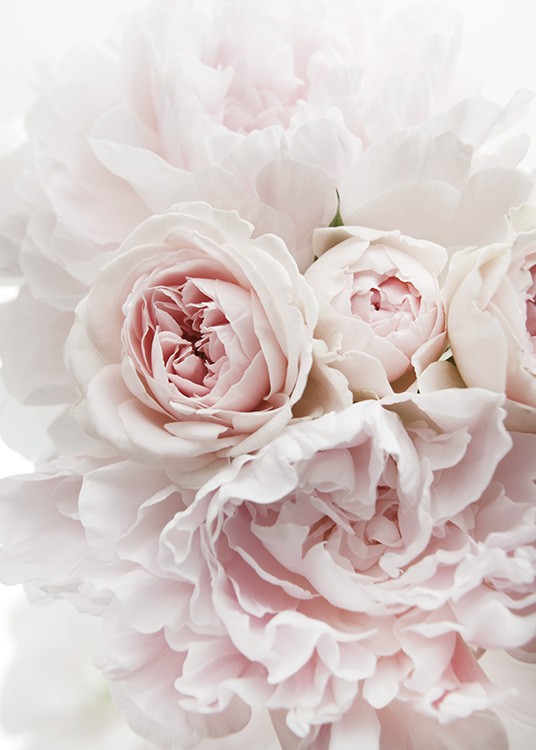  – Fotografi af en buket pæoner og roser i lyserød