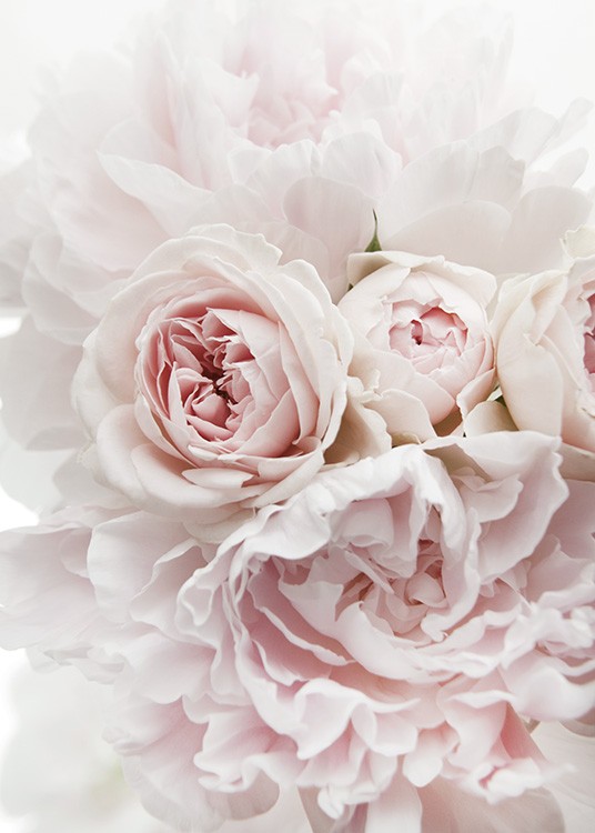 Peonies and Roses Plakat