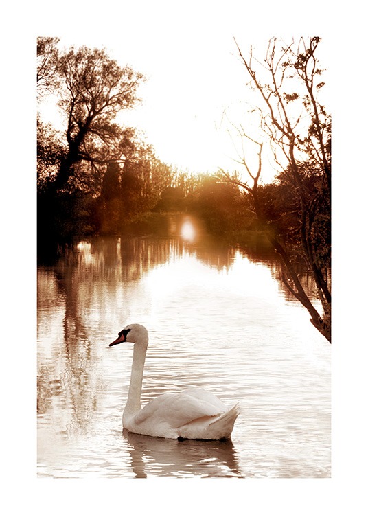 Swan on River Plakat / Fotokunst hos Desenio AB (11852)